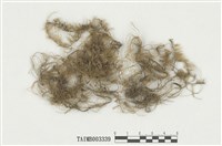 藏品(扭口苔屬)的圖片